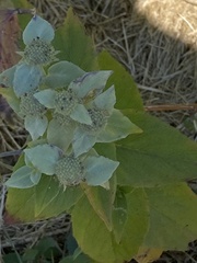 Pycnanthemum muticum