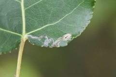 Phyllocnistis