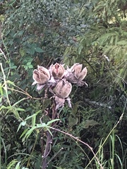 Hibiscus grandiflorus
