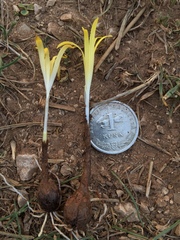 Sternbergia colchiciflora