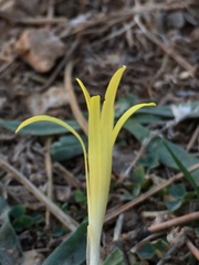 Sternbergia colchiciflora