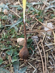 Sternbergia colchiciflora