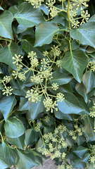 Hedera canariensis