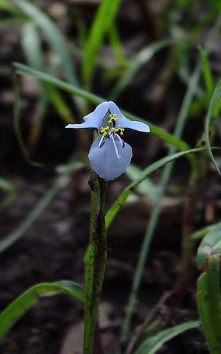 Birdbill dayflower (Commelina dianthifolia)