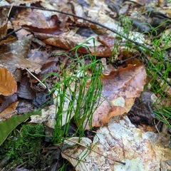Equisetum scirpoides