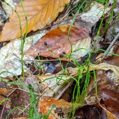Equisetum scirpoides