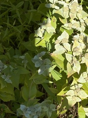 Pycnanthemum muticum