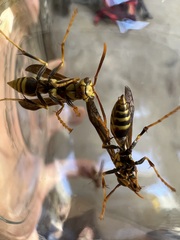 Polistes exclamans