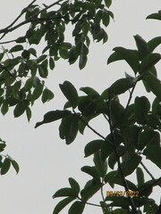 Ficus sur