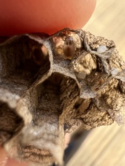 Polistes exclamans