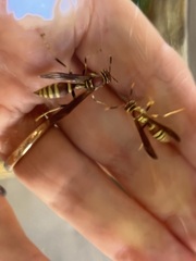 Polistes exclamans