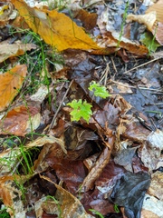 Equisetum scirpoides