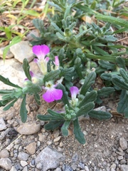 Ajuga iva