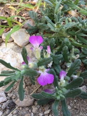 Ajuga iva