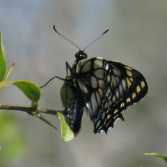 Papilio hellanichus