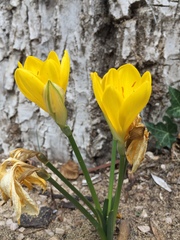 Sternbergia lutea