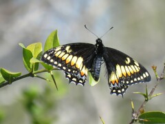 Papilio hellanichus