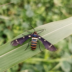 Syntomeida melanthus