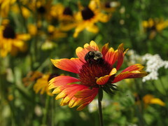 Gaillardia pulchella