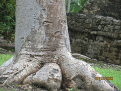Ficus sur