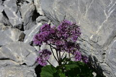 Adenostyles alliariae