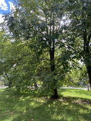 Tilia americana