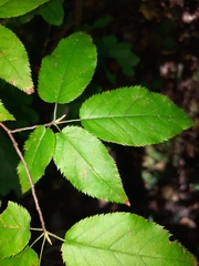 Amelanchier arborea