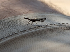 Raphidiinae