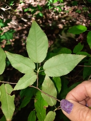 Amelanchier arborea