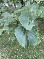Tilia americana
