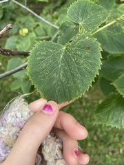 Tilia americana
