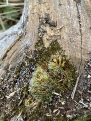 Campylopus introflexus