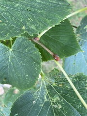 Tilia americana