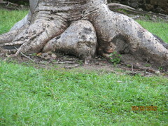 Ficus sur