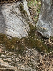 Campylopus introflexus