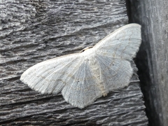 Scopula junctaria