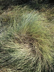 Sporobolus pumilus
