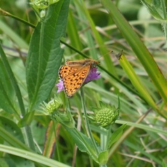 Argynnis niobe