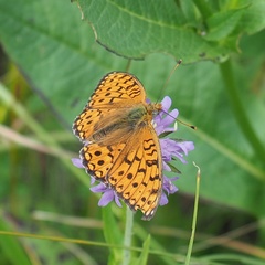 Argynnis niobe