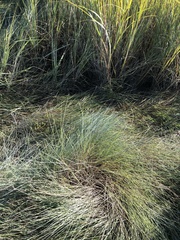 Sporobolus pumilus