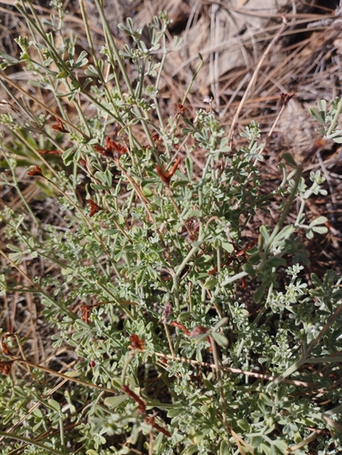 Lotus campylocladus subsp. campylocladus image