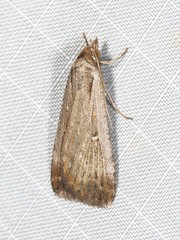 Tathorhynchus fallax