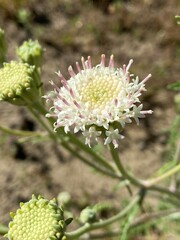 Chaenactis douglasii