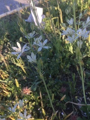 Ornithogalum narbonense