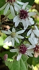 Sericocarpus asteroides