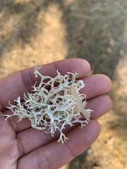 Evernia