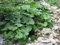 Petasites