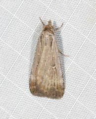 Tathorhynchus fallax