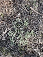 Antennaria parvifolia