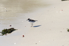 Charadrius semipalmatus